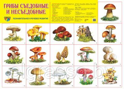 Демонстрационный плакат Грибы съедобные и несъедобные, А2, ТЦ СФЕРА