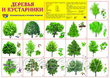 Демонстрационный плакат Деревья и кустарники, А2, ТЦ СФЕРА