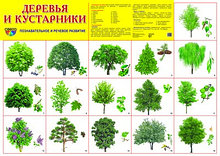 Демонстрационный плакат Деревья и кустарники, А2, ТЦ СФЕРА