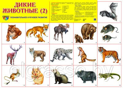 Демонстрационный плакат Дикие Дикие животные -2, А2, ТЦ СФЕРА - фото 1 - id-p85874837