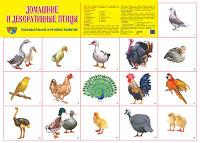 Демонстрационный плакат Домашние и декоративные птицы, А2, ТЦ СФЕРА