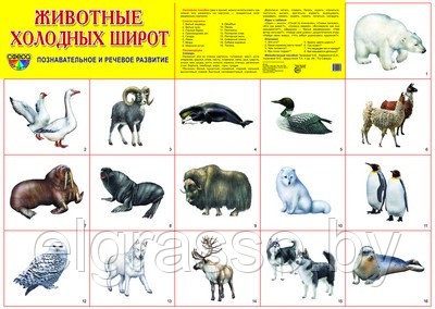 Демонстрационный плакат Животные холодных широт, А2, ТЦ СФЕРА - фото 1 - id-p85875388