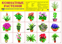 Демонстрационный плакат Комнатные растения, А2, ТЦ СФЕРА