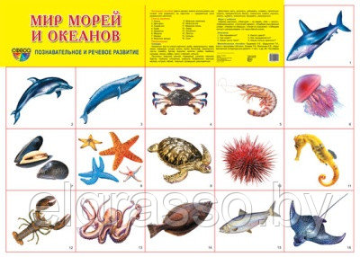 Демонстрационный плакат Мир морей и океанов А2, ТЦ СФЕРА