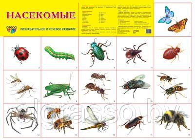 Демонстрационный плакат  Насекомые, А2 ТЦ СФЕРА