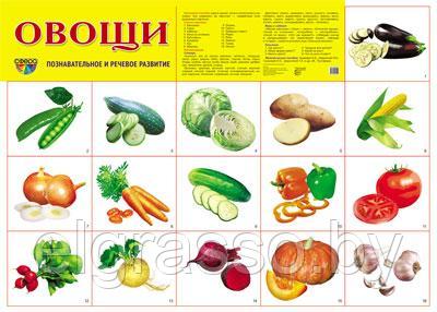 Демонстрационный плакат Овощи, А2 ТЦ СФЕРА - фото 1 - id-p85886596