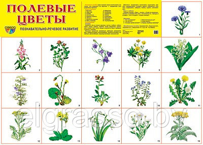 Демонстрационный плакат Полевые цветы, А2, ТЦ СФЕРА