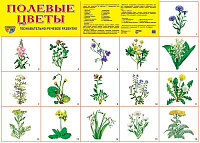 Демонстрационный плакат Полевые цветы, А2, ТЦ СФЕРА