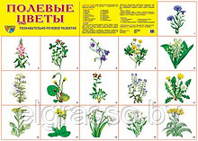 Демонстрационный плакат Полевые цветы, А2, ТЦ СФЕРА