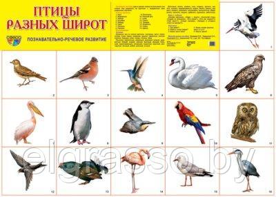Демонстрационный плакат Птицы разных широт, А2 Ц СФЕРА