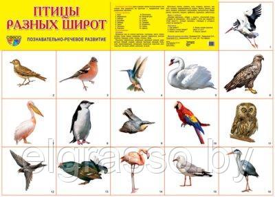 Демонстрационный плакат Птицы разных широт, А2 Ц СФЕРА - фото 1 - id-p85915478