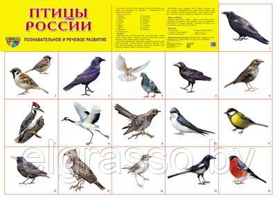 Демонстрационный плакат Птицы России, А2 ТЦ СФЕРА