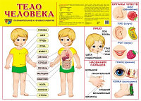 Демонстрационный плакат "Тело человека", А2 ТЦ СФЕРА