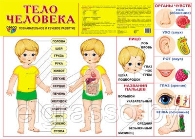 Демонстрационный плакат "Тело человека", А2 ТЦ СФЕРА - фото 1 - id-p85915531