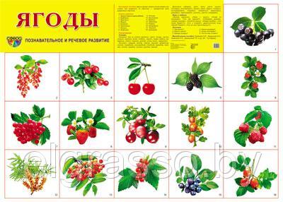 Демонстрационный плакат Ягоды, А2 СФЕРА