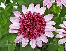 Укорененные черенки Остеоспермум Osteospermum ecklonis 3D Berry White´15