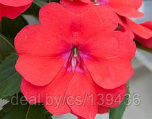 Укорененные черенки Бальзамина, Impatiens Bounce Bright Coral