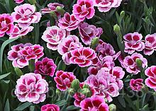 Укорененные черенки Гвоздики, Dianthus Pink Kisses® Pink Kisses® 