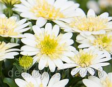 Укорененные черенки Остеоспермум Osteospermum ecklonis 3D Lemon Ice