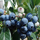 Голубика Патриот, фото 2