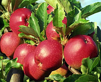 Саженцы яблони раннего срока созревания сорта Коваленковское, фото 1