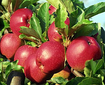Саженцы яблони раннего срока созревания сорта Коваленковское