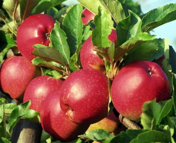 Саженцы яблони раннего срока созревания сорта Коваленковское - фото 1 - id-p86067520