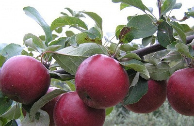 Саженцы яблони раннего срока созревания сорта Коваленковское - фото 2 - id-p86067520