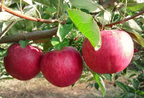 Саженцы яблони раннего срока созревания сорта Слава Победителям, фото 1