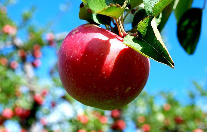Саженцы яблони раннего срока созревания сорта Слава Победителям - фото 2 - id-p86221684