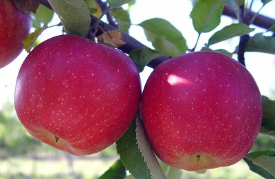 Саженцы яблони раннего срока созревания сорта Слава Победителям - фото 3 - id-p86221684