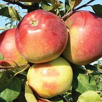 Саженцы яблони позднего срока созревания сорта Белорусское сладкое
