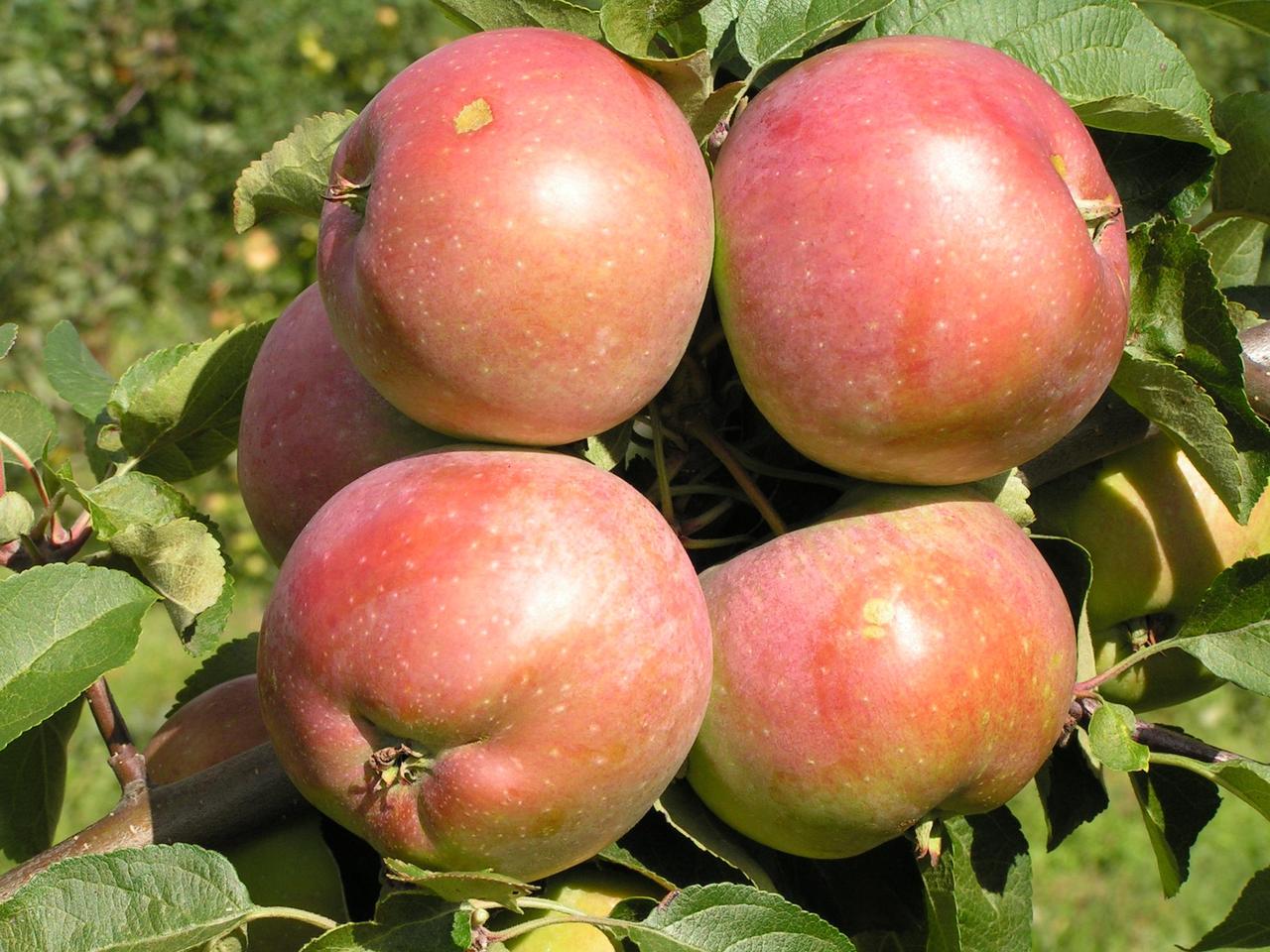 Саженцы яблони позднего срока созревания сорта Белорусское сладкое - фото 2 - id-p86225202