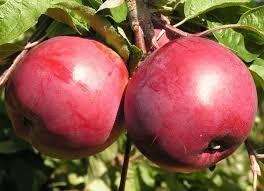 Саженцы яблони позднего срока созревания сорта Белорусское сладкое - фото 3 - id-p86225202