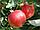 Саженцы яблони позднего срока созревания сорта Шампион, фото 2