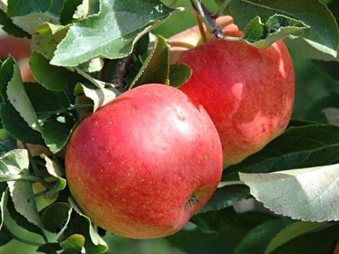 Саженцы яблони позднего срока созревания сорта Шампион - фото 2 - id-p86227990