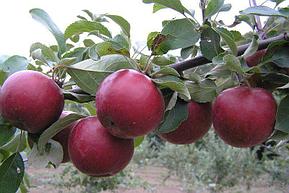 Саженец яблони, сорт "Коваленковское", фото 2