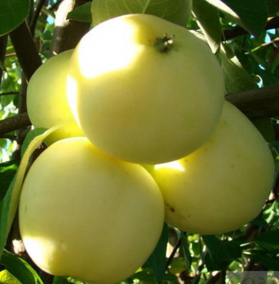 Саженец яблони сорт "Белый налив" (Папировка) - фото 2 - id-p49493782