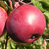 Саженцы яблони позднего срока созревания сорта Дарунак