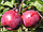Саженцы яблони позднего срока созревания сорта Дарунак, фото 3