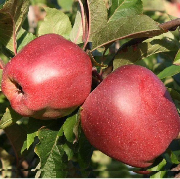 Саженцы яблони позднего срока созревания сорта Глостер