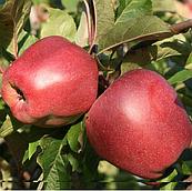 Саженцы яблони позднего срока созревания сорта Глостер