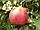 Саженцы яблони позднего срока созревания сорта Глостер, фото 3