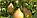 Саженцы груши позднего срока созревания сорта Белорусская поздняя, фото 3