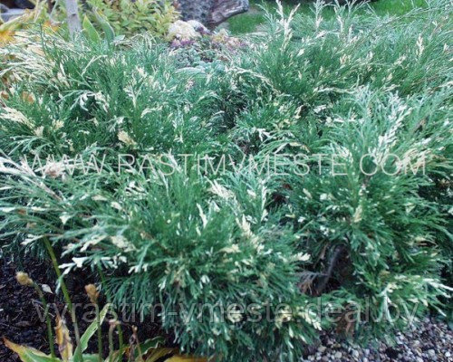 Можжевельник казацкий Вариегата (Juniperus sabina 'Variegata’), С5, диам:50см