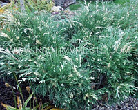 Можжевельник казацкий Вариегата (Juniperus sabina 'Variegata ), С5, диам:50см