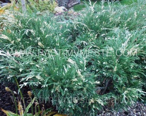 Можжевельник казацкий Вариегата (Juniperus sabina 'Variegata ), С5, диам:50см - фото 1 - id-p4241152