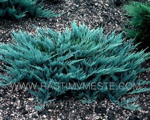 Можжевельник горизонтальный Блю Чип (Juniperus horisontalis Blue Chip) С7.5 Д.50-55 см - фото 2 - id-p4241160