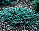 Можжевельник горизонтальный Блю Чип (Juniperus horisontalis Blue Chip) С7.5 Д.50-55 см, фото 2