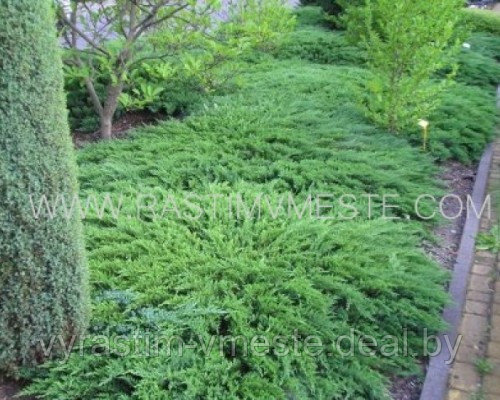 Можжевельник казацкий Тамарисцифолия. (Juniperus sabina Tamariscifolia ),С3, диам:30-35см - фото 2 - id-p4241174